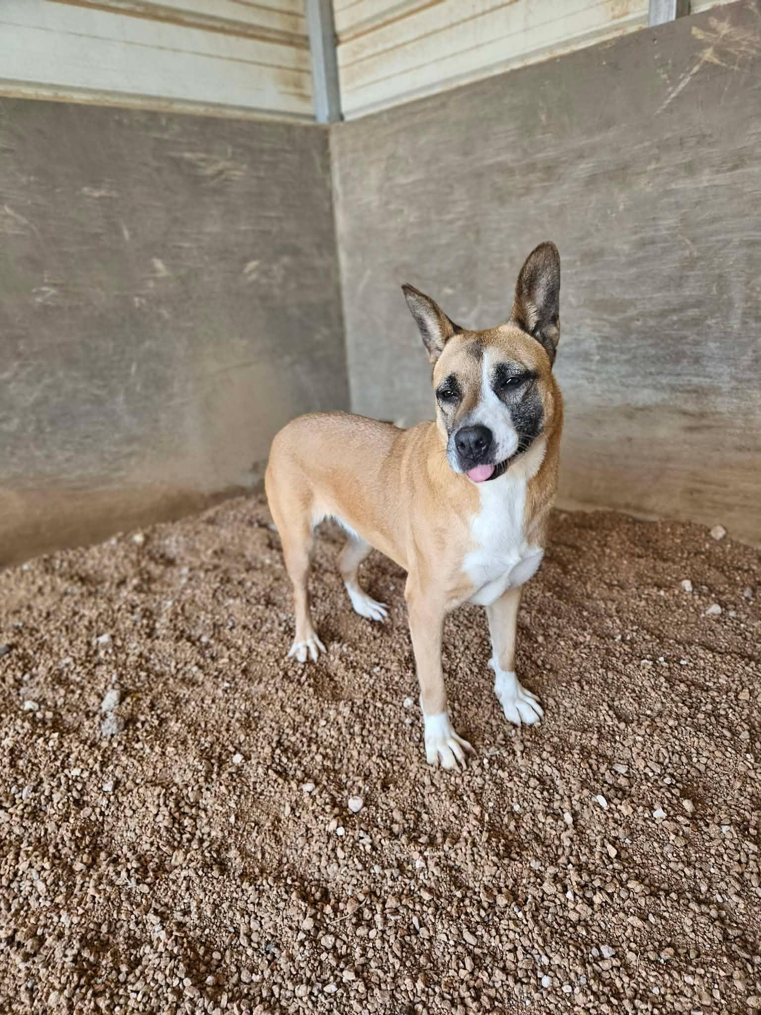 Enlarge Daffodil, a Adoptable mixed breed in San Angelo , TX image 6/6