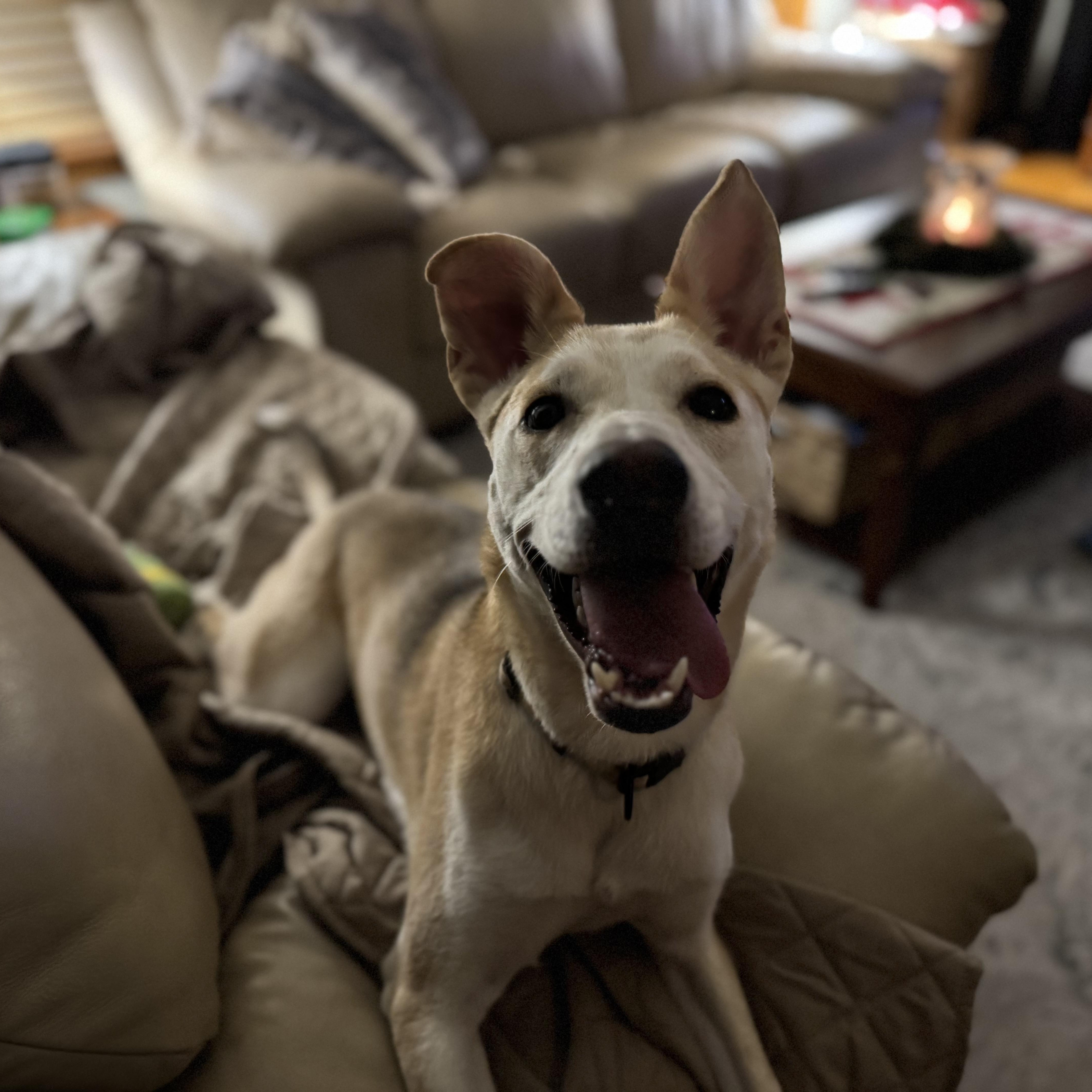 Enlarge Piper, a ADOPTABLE mixed breed in Barkhamsted, CT image 6/6