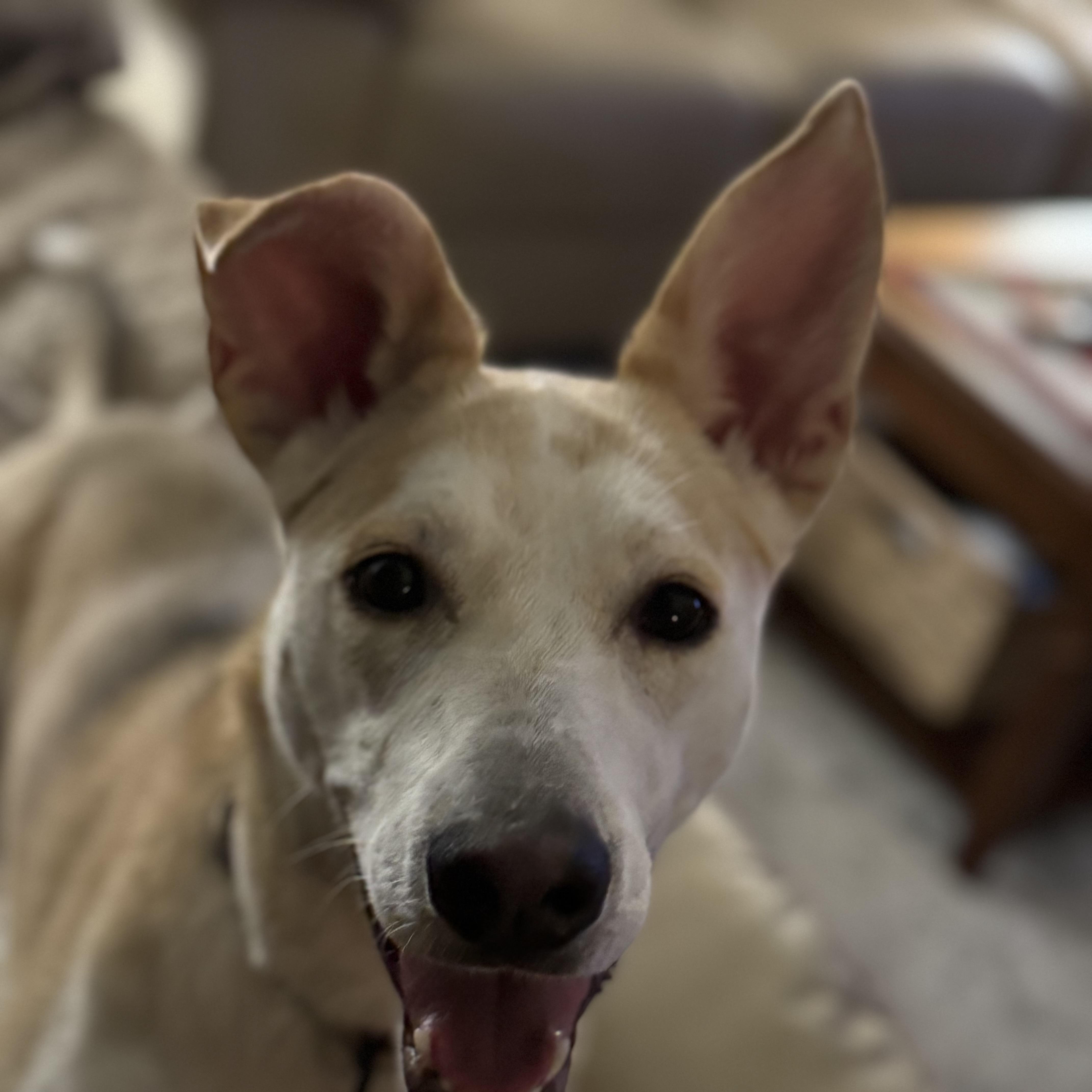 Enlarge Piper, a ADOPTABLE mixed breed in Barkhamsted, CT image 5/6