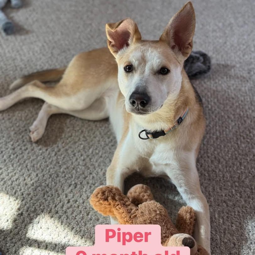 Piper