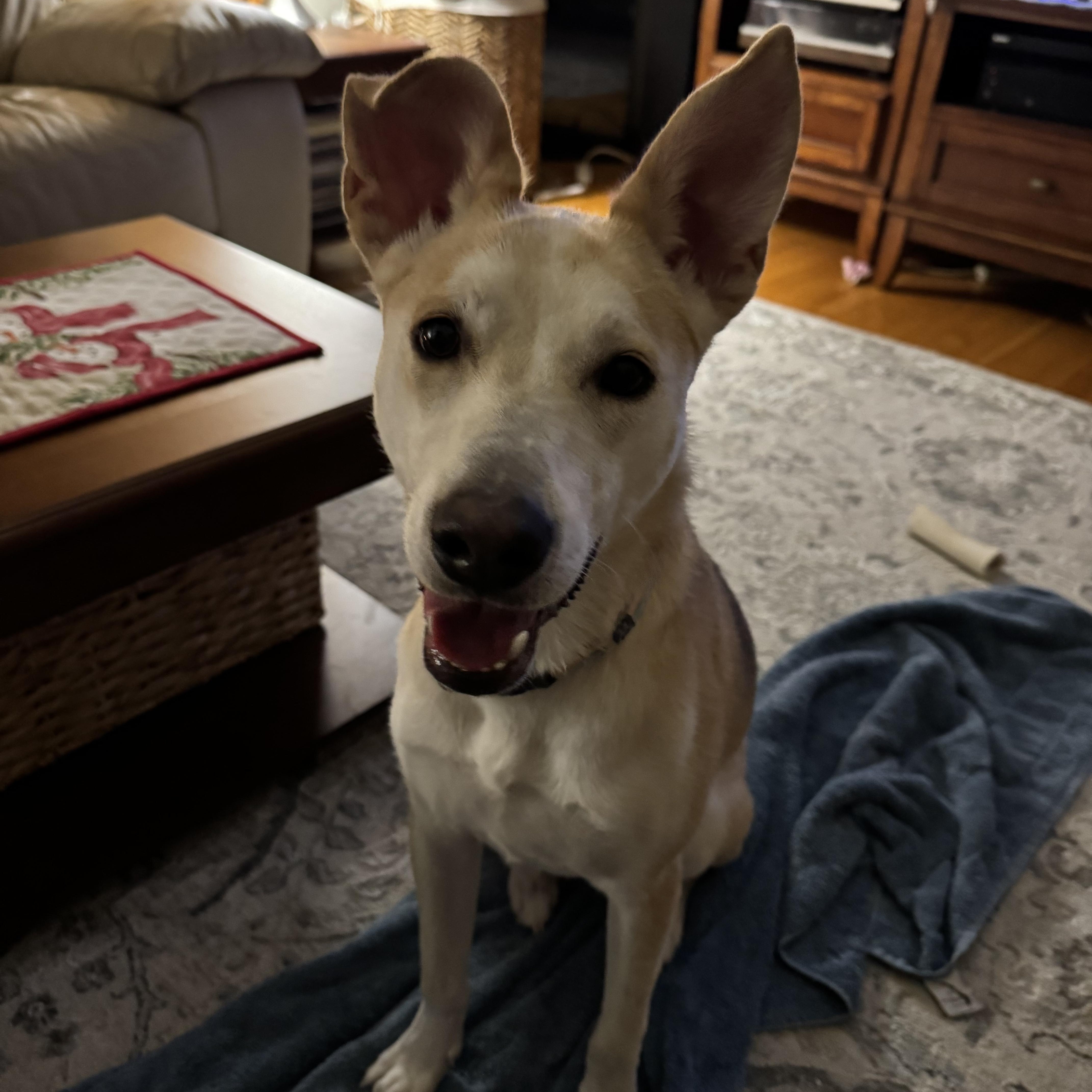 Enlarge Piper, a ADOPTABLE mixed breed in Barkhamsted, CT image 4/6