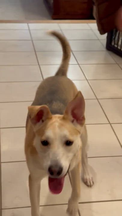 Enlarge Piper, a ADOPTABLE mixed breed in Barkhamsted, CT video 3/6