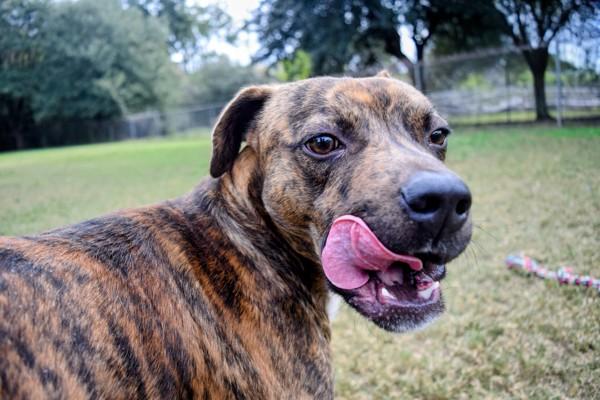 Ace, Adoptable, Adult Male Pit Bull Terrier & Mixed Breed.