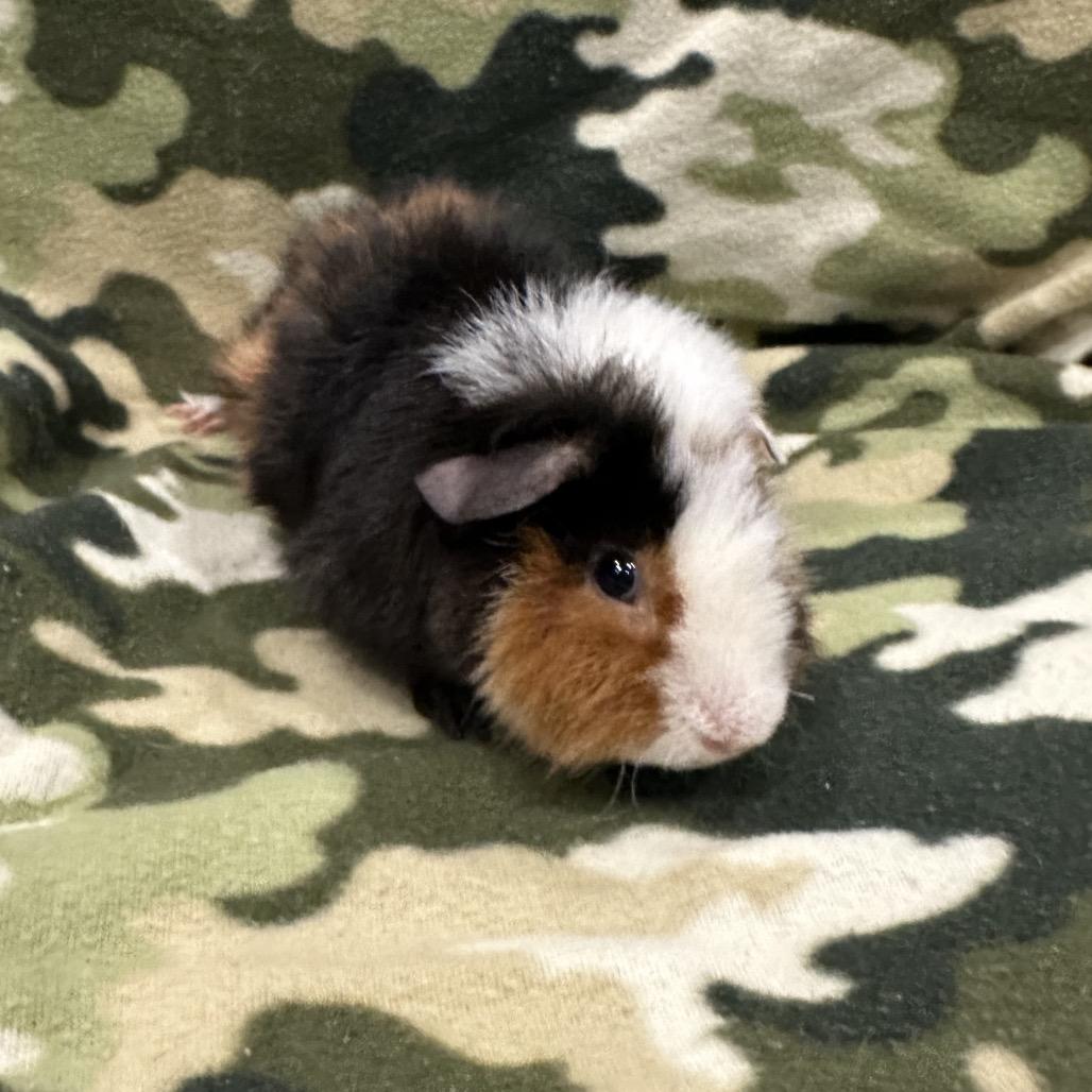 Mr. Fantastic, a Adoptable Guinea Pig in Quakertown, PA image 1/4