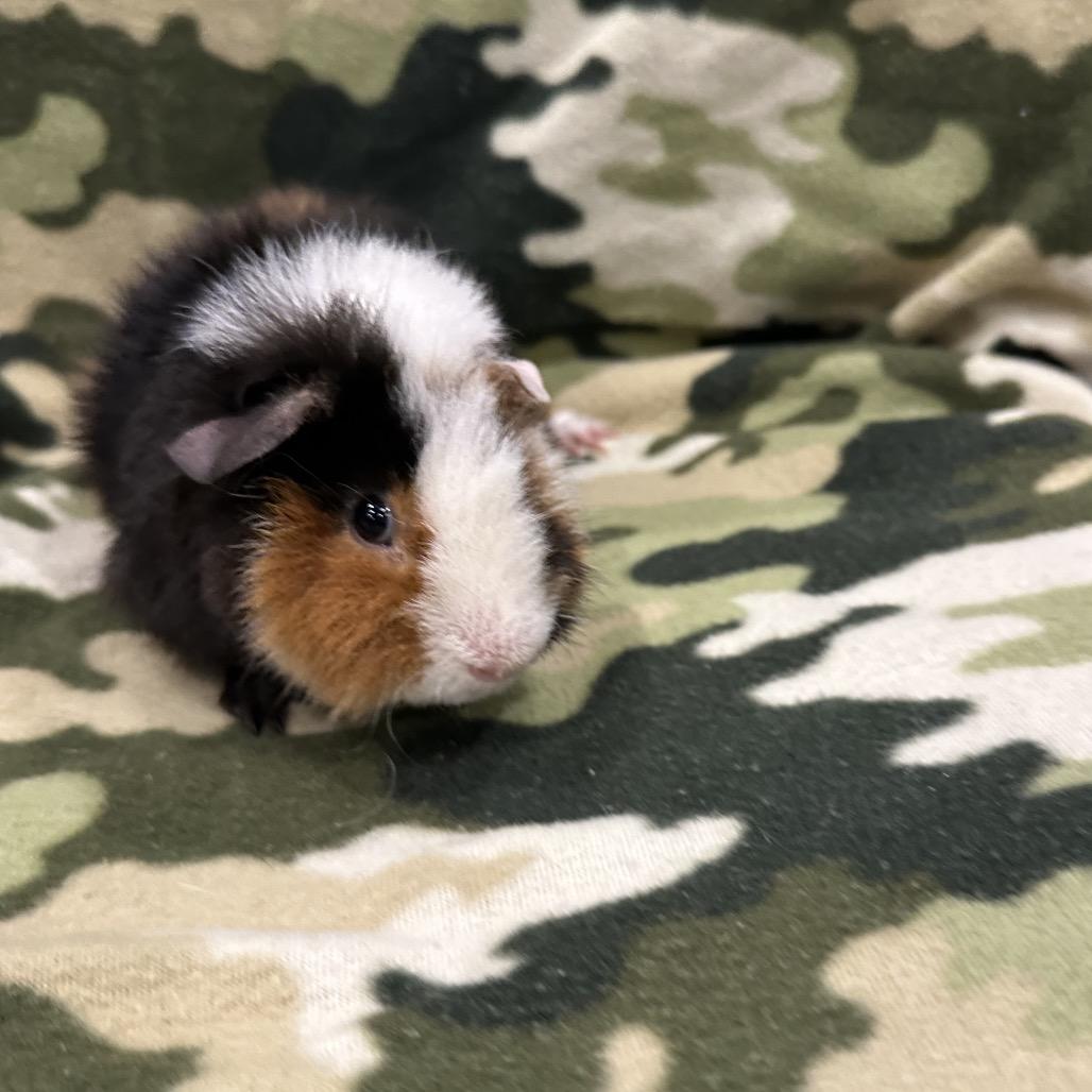 Mr. Fantastic, a Adoptable Guinea Pig in Quakertown, PA image 2/4
