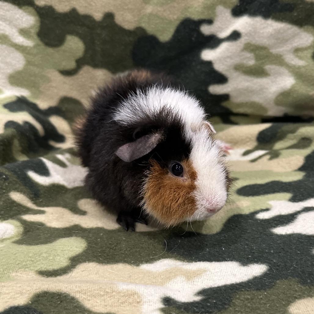Mr. Fantastic, a Adoptable Guinea Pig in Quakertown, PA image 3/4