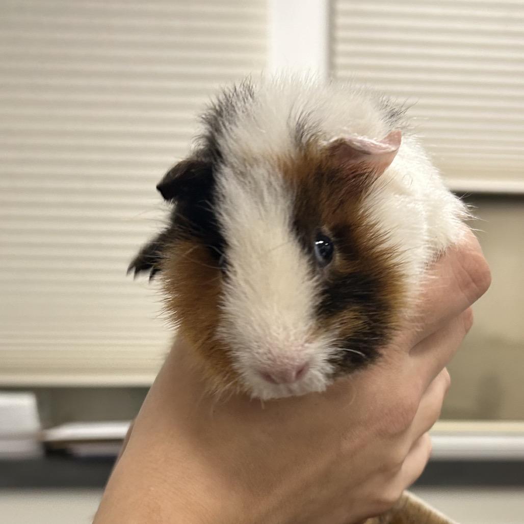 Mr. Fantastic, Adoptable, Young Male Guinea Pig.