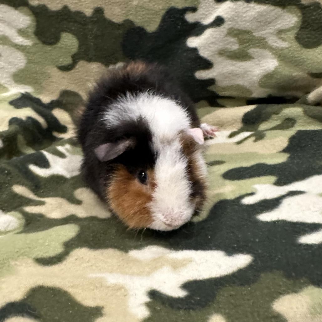 Mr. Fantastic, a Adoptable Guinea Pig in Quakertown, PA image 4/4