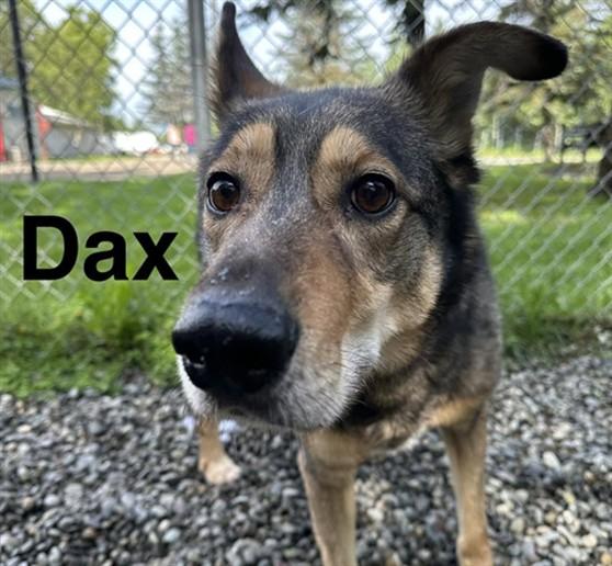 DAX, Adoptable, Adult Male Husky & Mixed Breed.