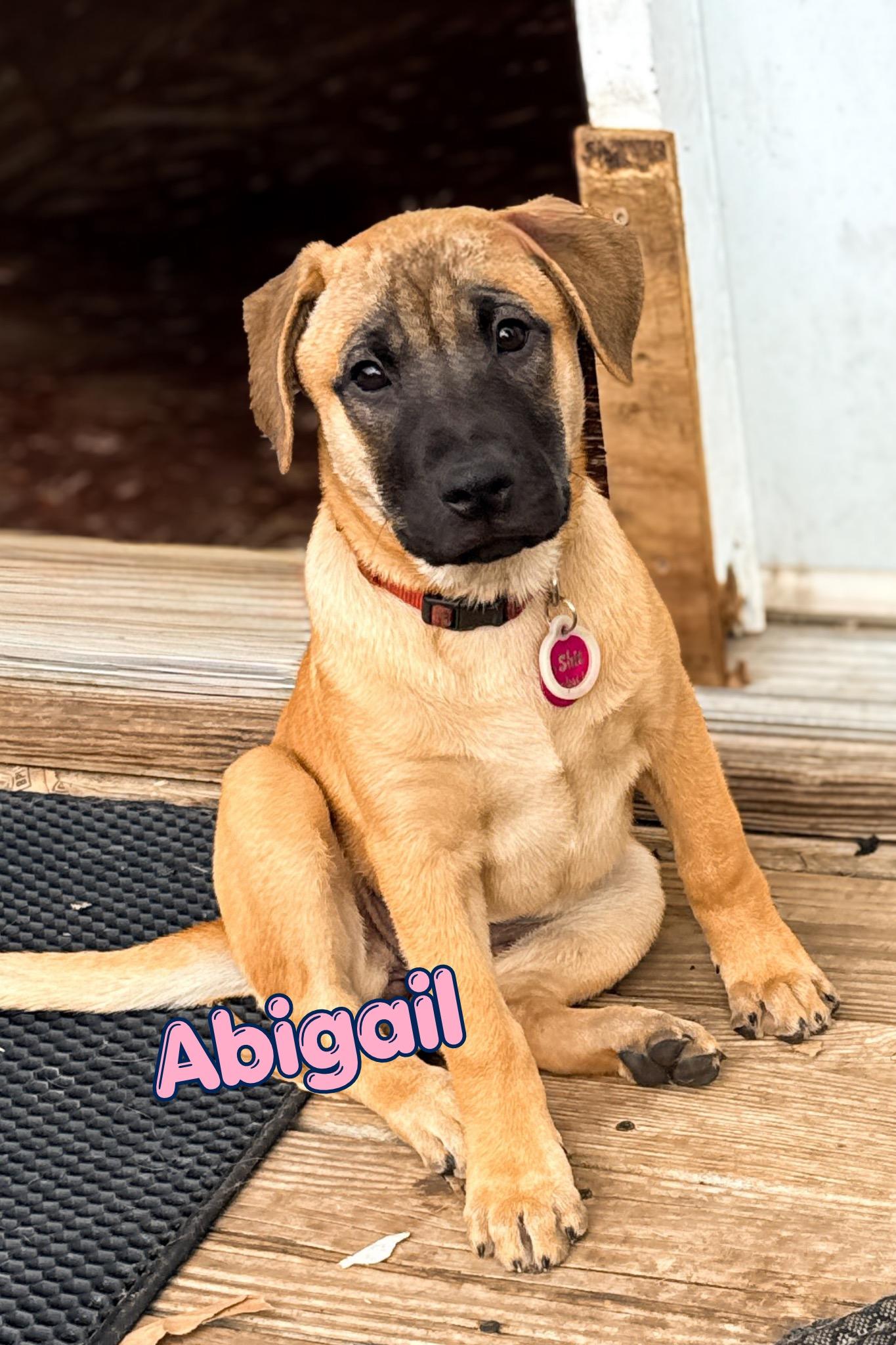 Abigail, Adoptable, Puppy Female Shar-Pei & Black Mouth Cur.