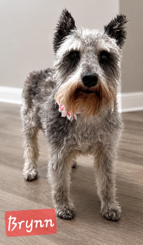 Enlarge Brynn, an adopted Miniature Schnauzer in Cochran, GA image 1/1