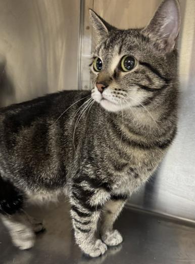 Enlarge Helen, a Adoptable Domestic Short Hair in Minneapolis, MN image 1/1