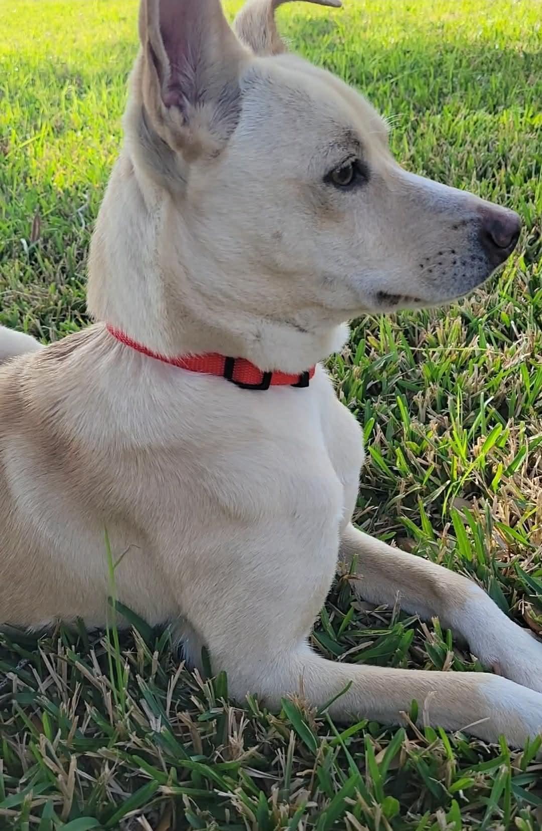 Kosler Lane, Adoptable, Young Male Shepherd.