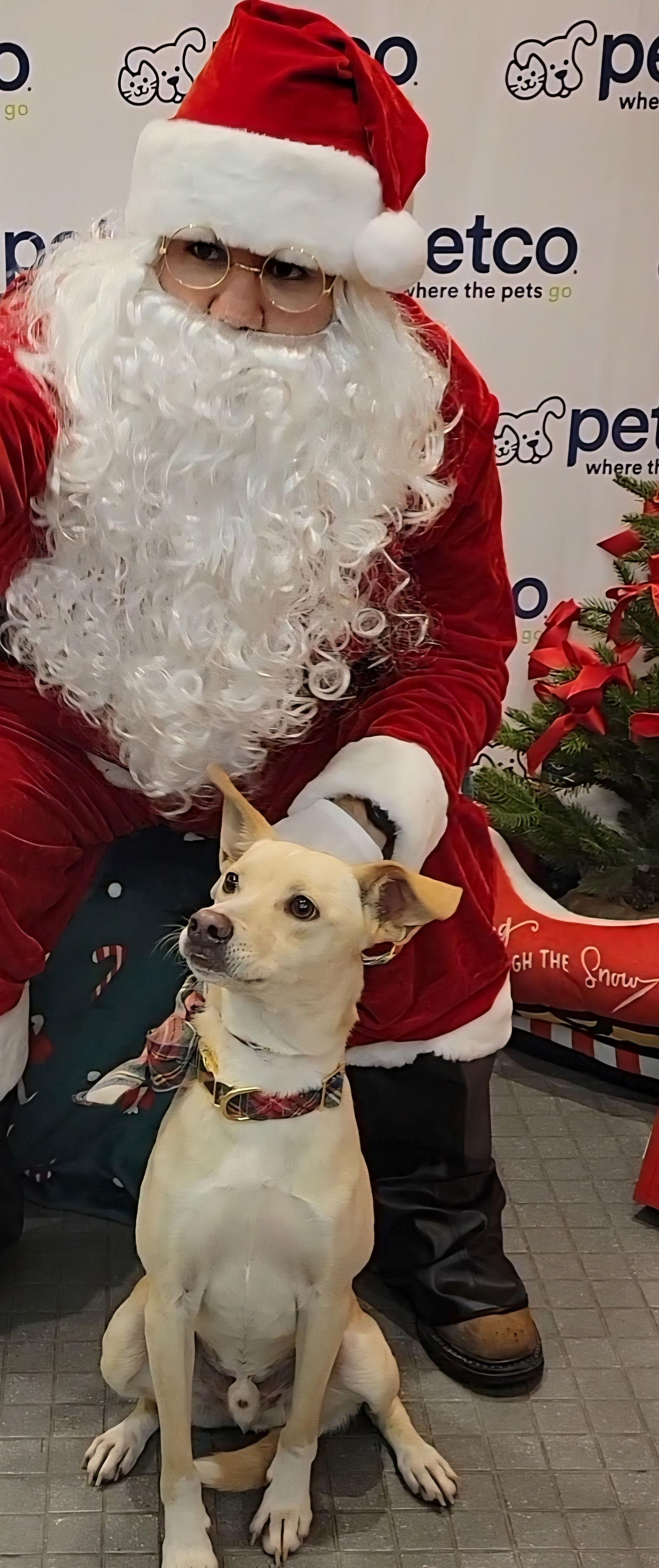 Kosler Lane, Adoptable, Young Male Shepherd.