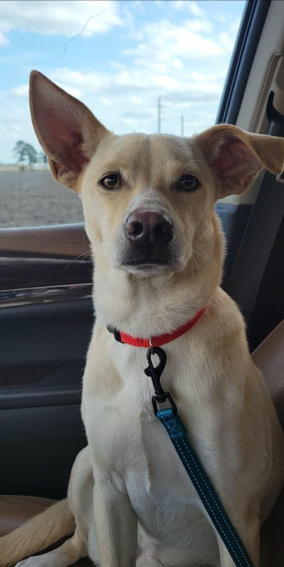 Enlarge Kosler Lane, a Adoptable Shepherd in Rosenberg, TX image 3/3