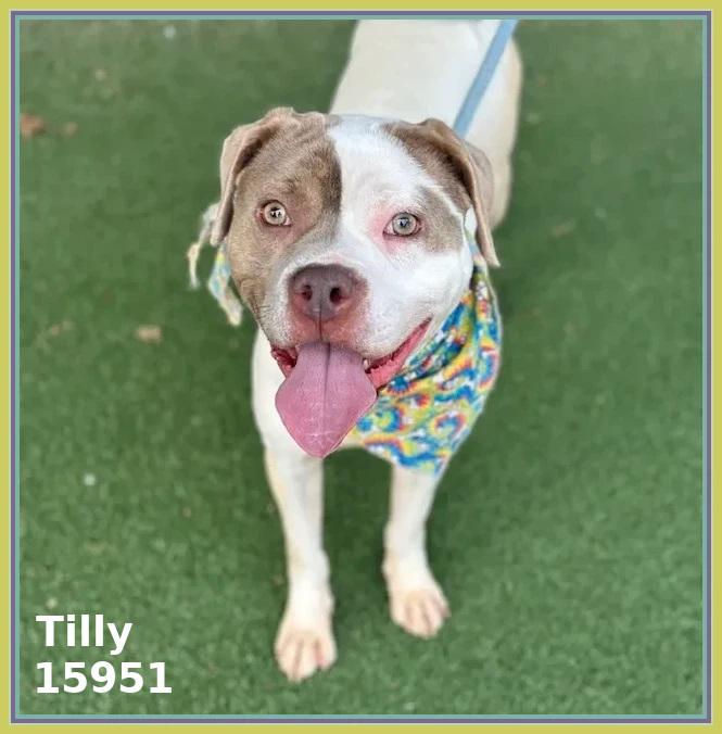 Enlarge TILLY, a ADOPTABLE mixed breed in Marietta, GA image 2/6