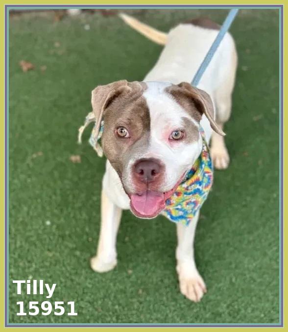 Enlarge TILLY, a ADOPTABLE mixed breed in Marietta, GA image 3/6