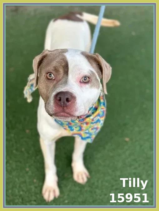 Enlarge TILLY, a ADOPTABLE mixed breed in Marietta, GA image 4/6