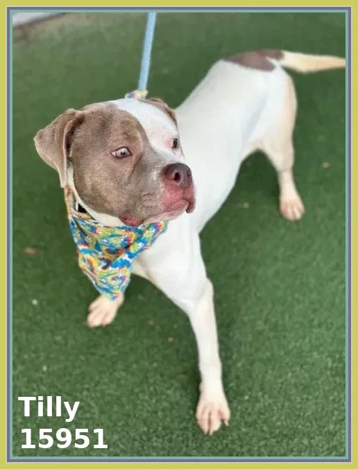 Enlarge TILLY, a ADOPTABLE mixed breed in Marietta, GA image 6/6