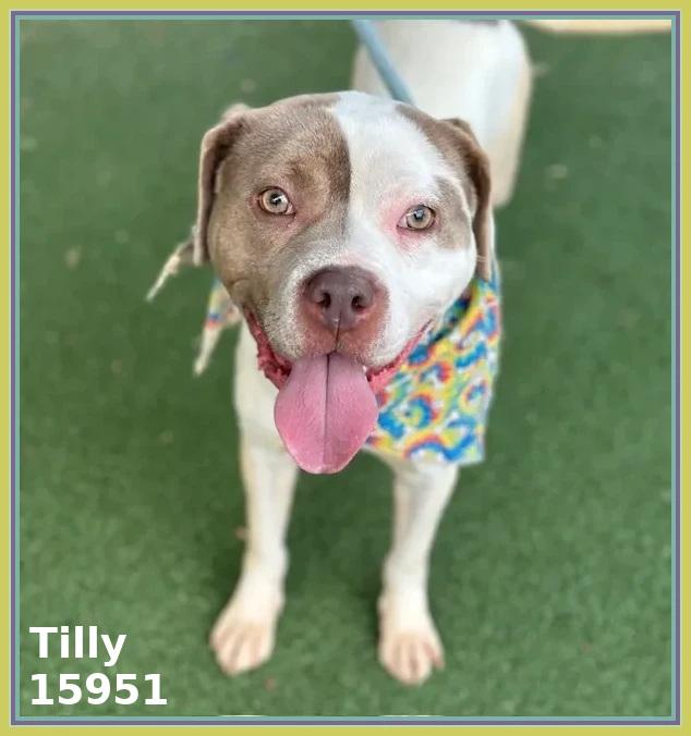 TILLY, ADOPTABLE, Adult Female Pit Bull Terrier & American Staffordshire Terrier.