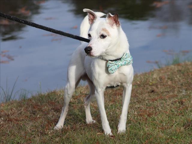 TANNER, Adoptable, Senior Male Parson Russell Terrier.