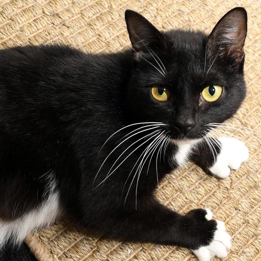 Enlarge Missy, a Adoptable Domestic Short Hair in Natick, MA image 2/6