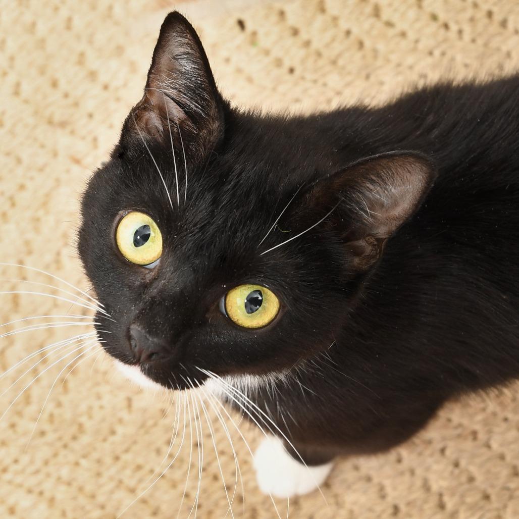 Missy, Adoptable, Adult Female Domestic Short Hair.