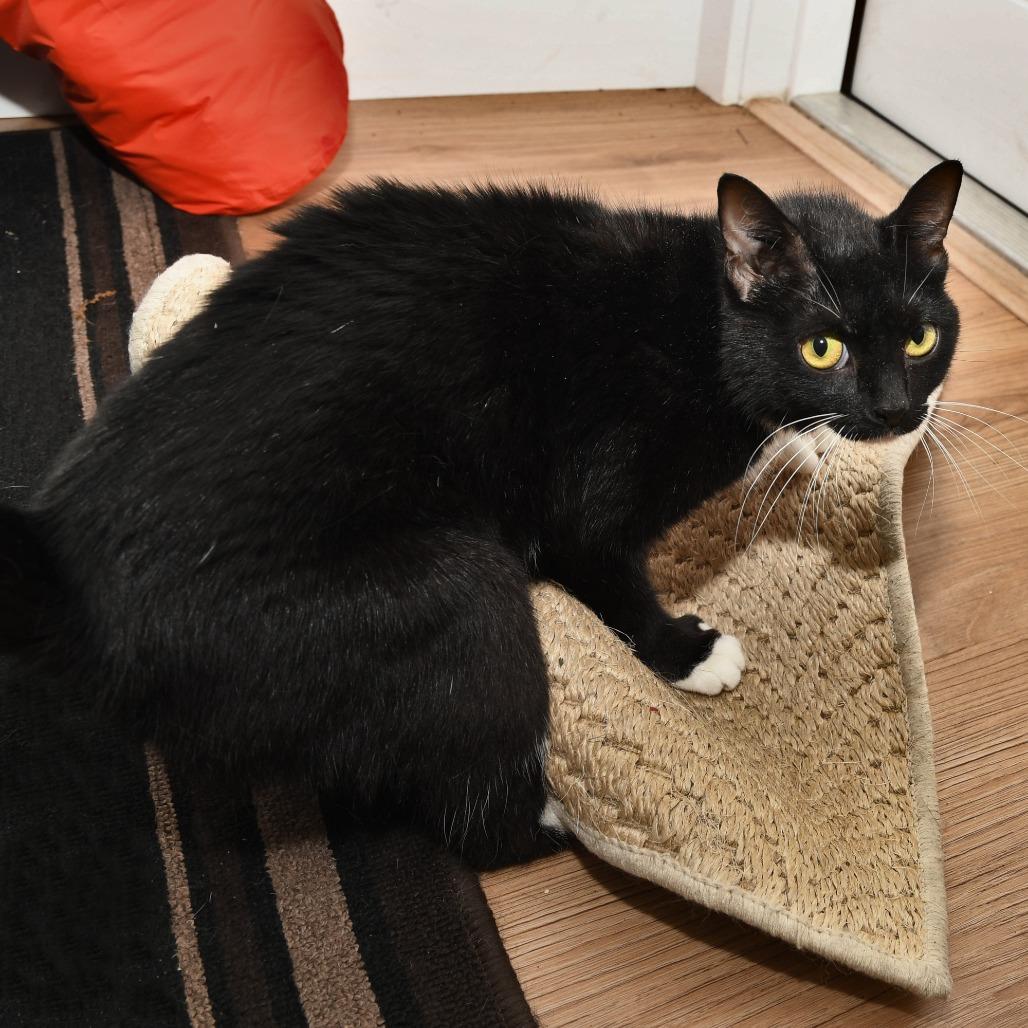 Enlarge Missy, a Adoptable Domestic Short Hair in Natick, MA image 5/6