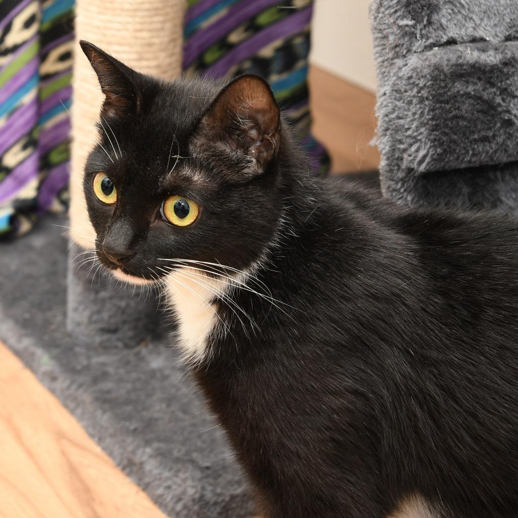Enlarge Missy, a Adoptable Domestic Short Hair in Natick, MA image 4/6