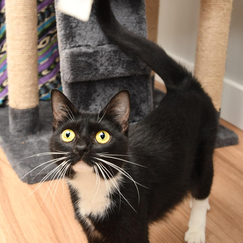 Enlarge Missy, a Adoptable Domestic Short Hair in Natick, MA image 6/6