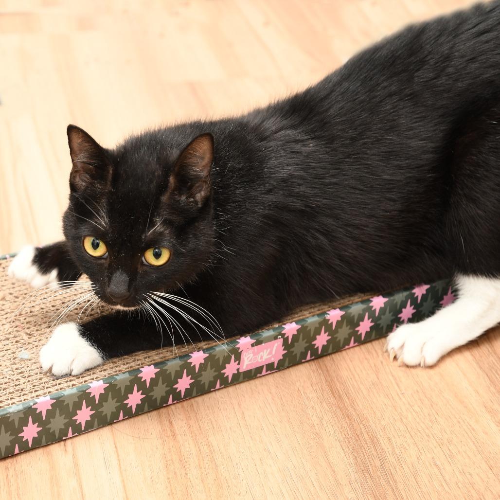 Enlarge Missy, a Adoptable Domestic Short Hair in Natick, MA image 3/6