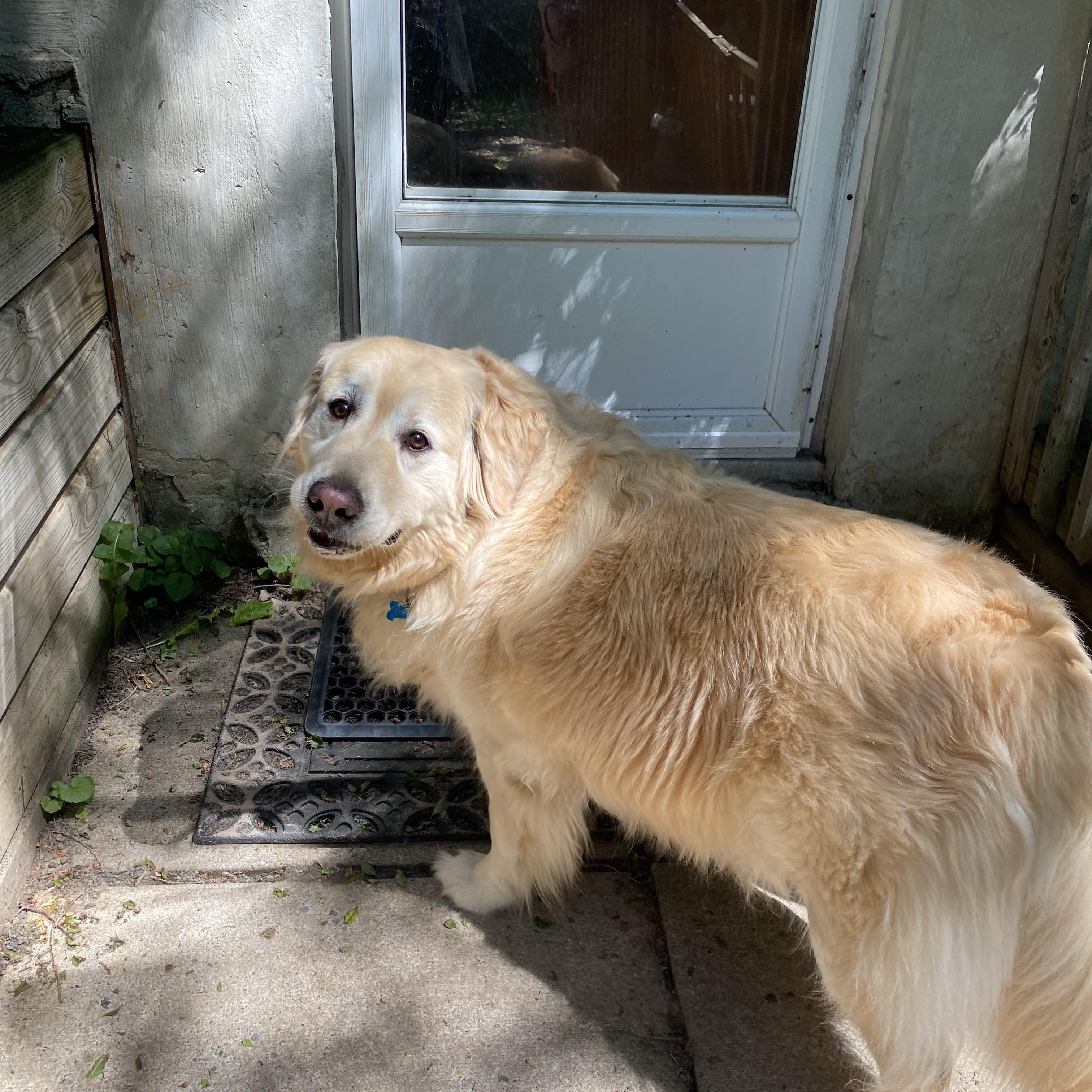 Enlarge BENTLEY - Dog Friendly - NO KIDS, an adopted Golden Retriever in North York, ON image 1/5