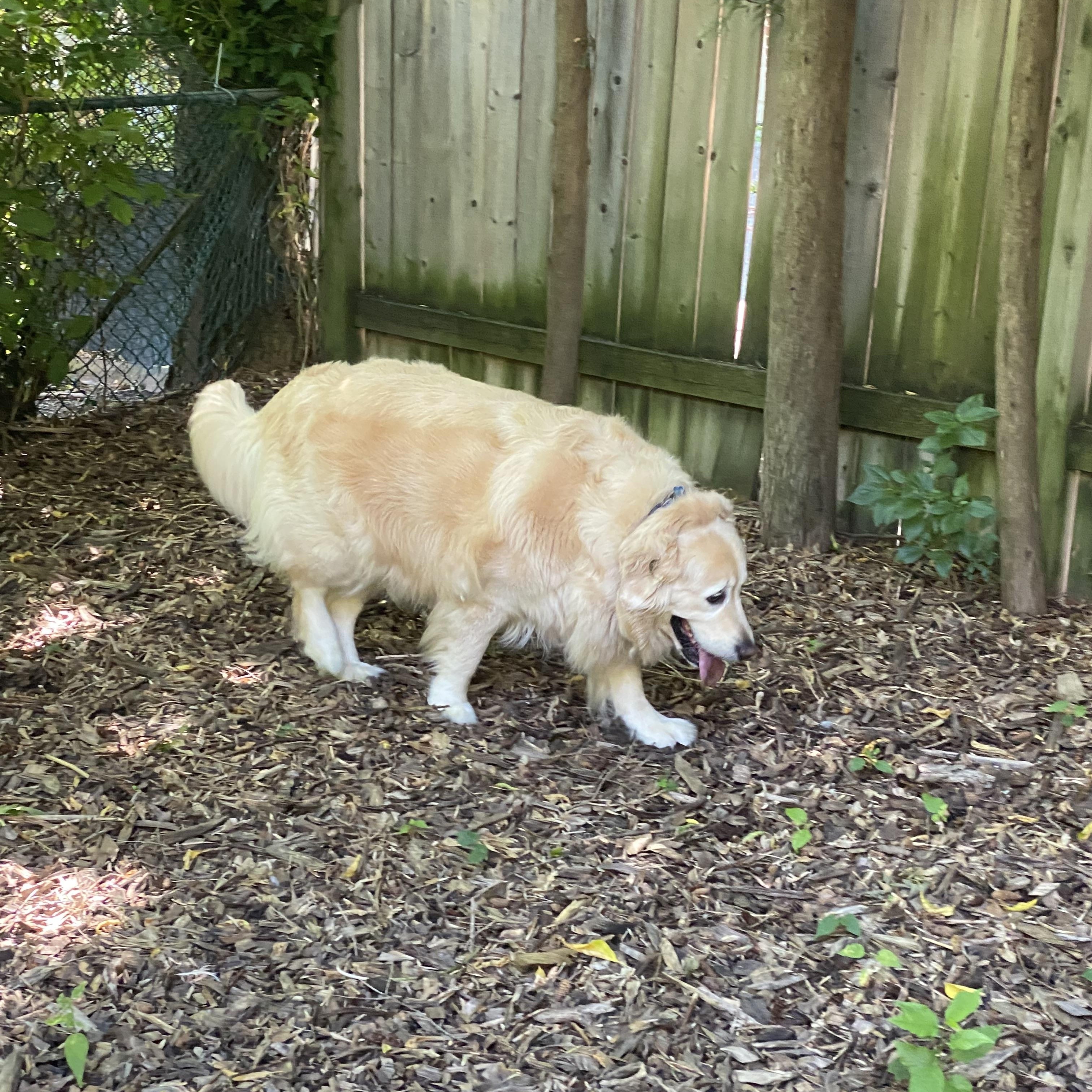 Enlarge BENTLEY - Dog Friendly - NO KIDS, an adopted Golden Retriever in North York, ON image 4/5