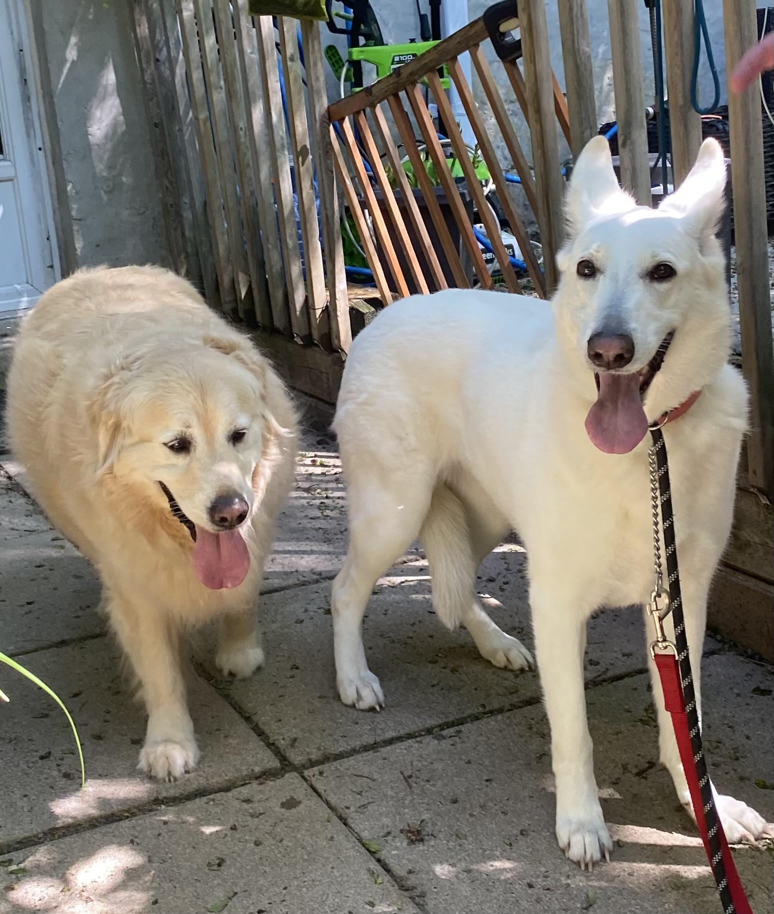 Enlarge BENTLEY - Dog Friendly - NO KIDS, an adopted Golden Retriever in North York, ON image 3/5
