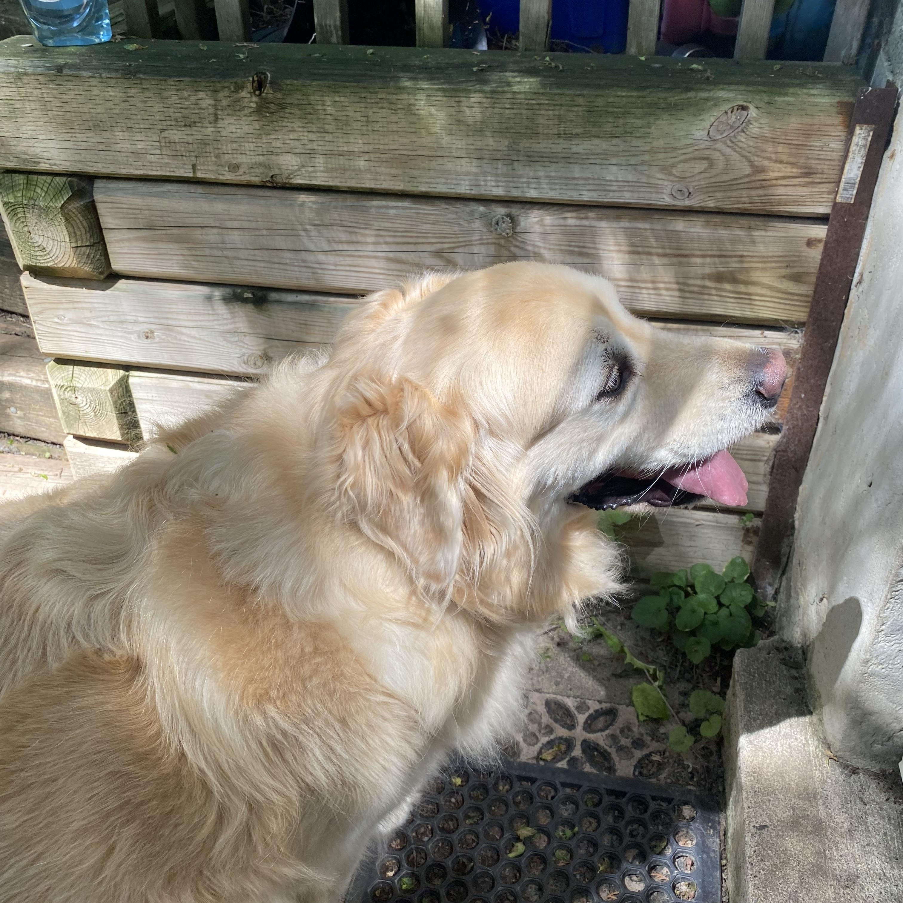 Enlarge BENTLEY - Dog Friendly - NO KIDS, an adopted Golden Retriever in North York, ON image 2/5