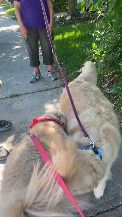 Enlarge BENTLEY - Dog Friendly - NO KIDS, an adopted Golden Retriever in North York, ON video 5/5