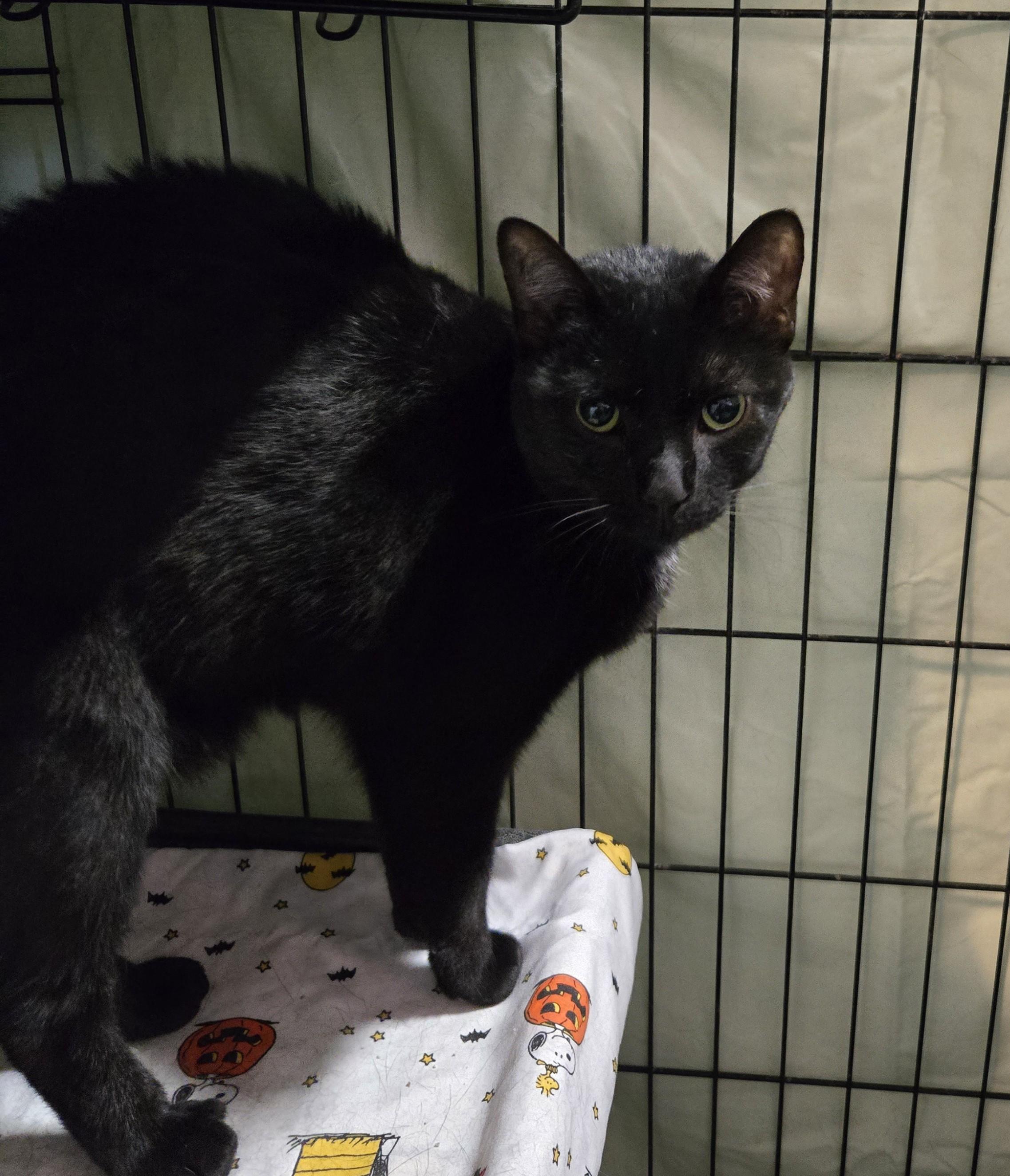 Enlarge Froyo, an adopted Domestic Short Hair in Mokena, IL image 3/5