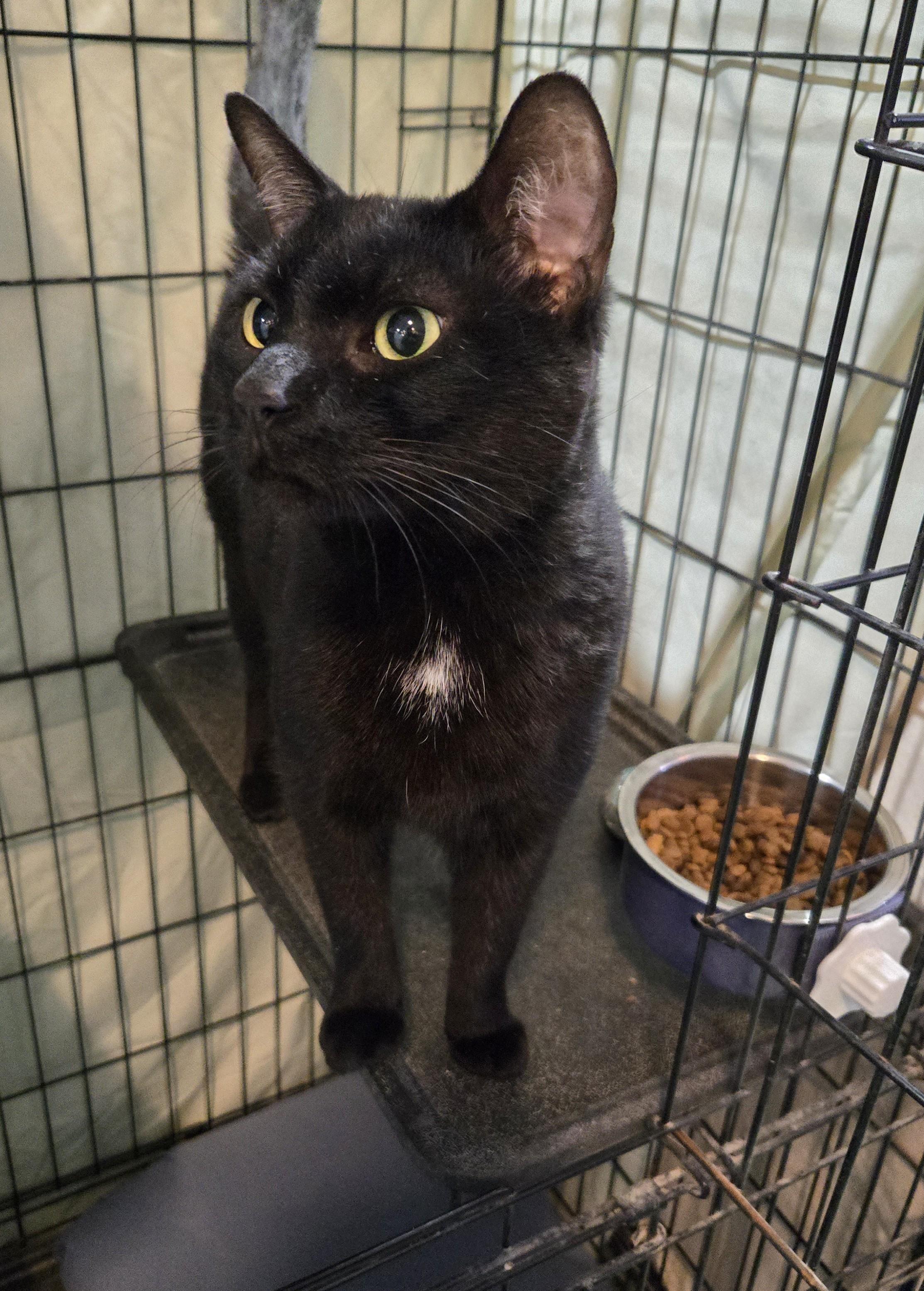 Enlarge Froyo, an adopted Domestic Short Hair in Mokena, IL image 5/5