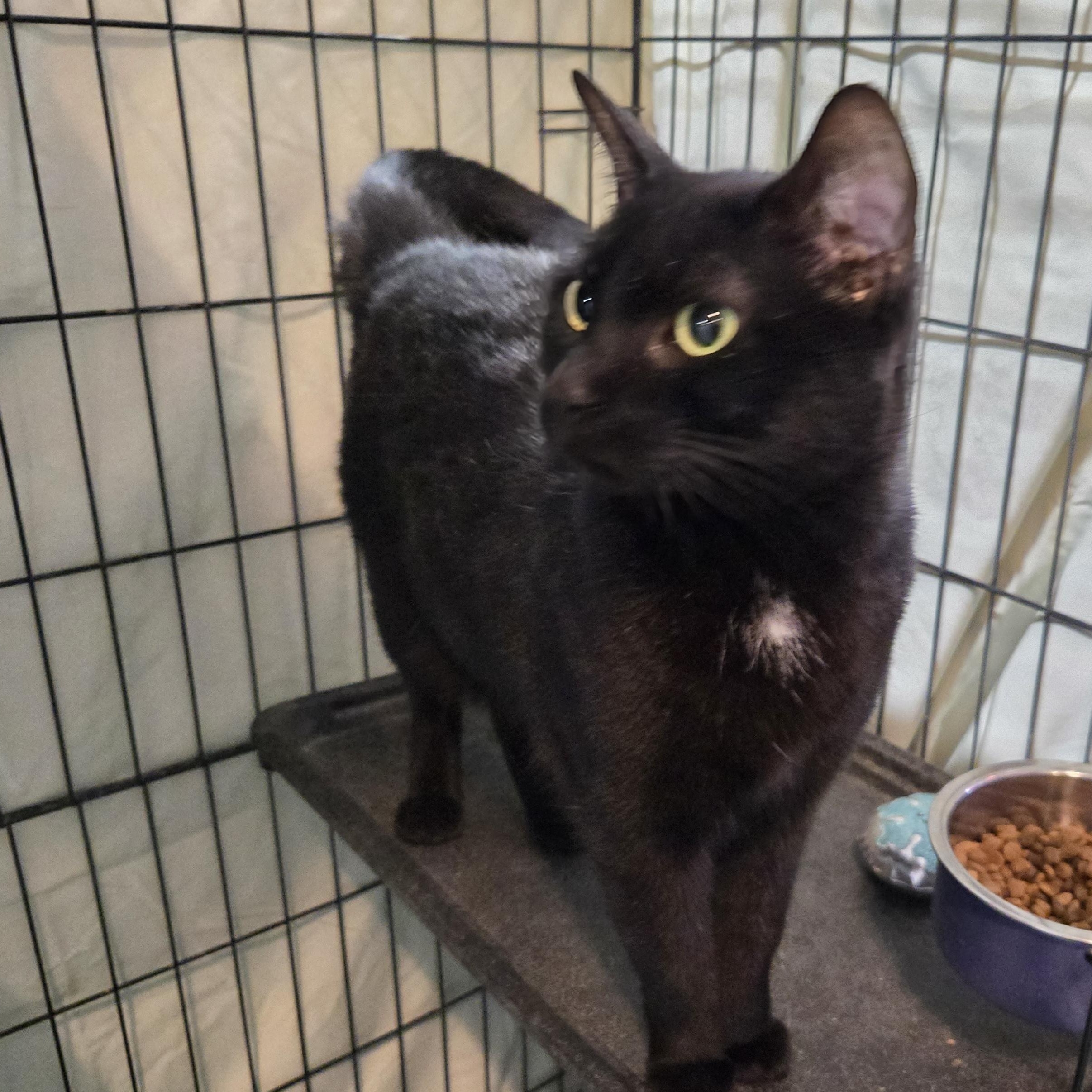 Enlarge Froyo, an adopted Domestic Short Hair in Mokena, IL image 2/5