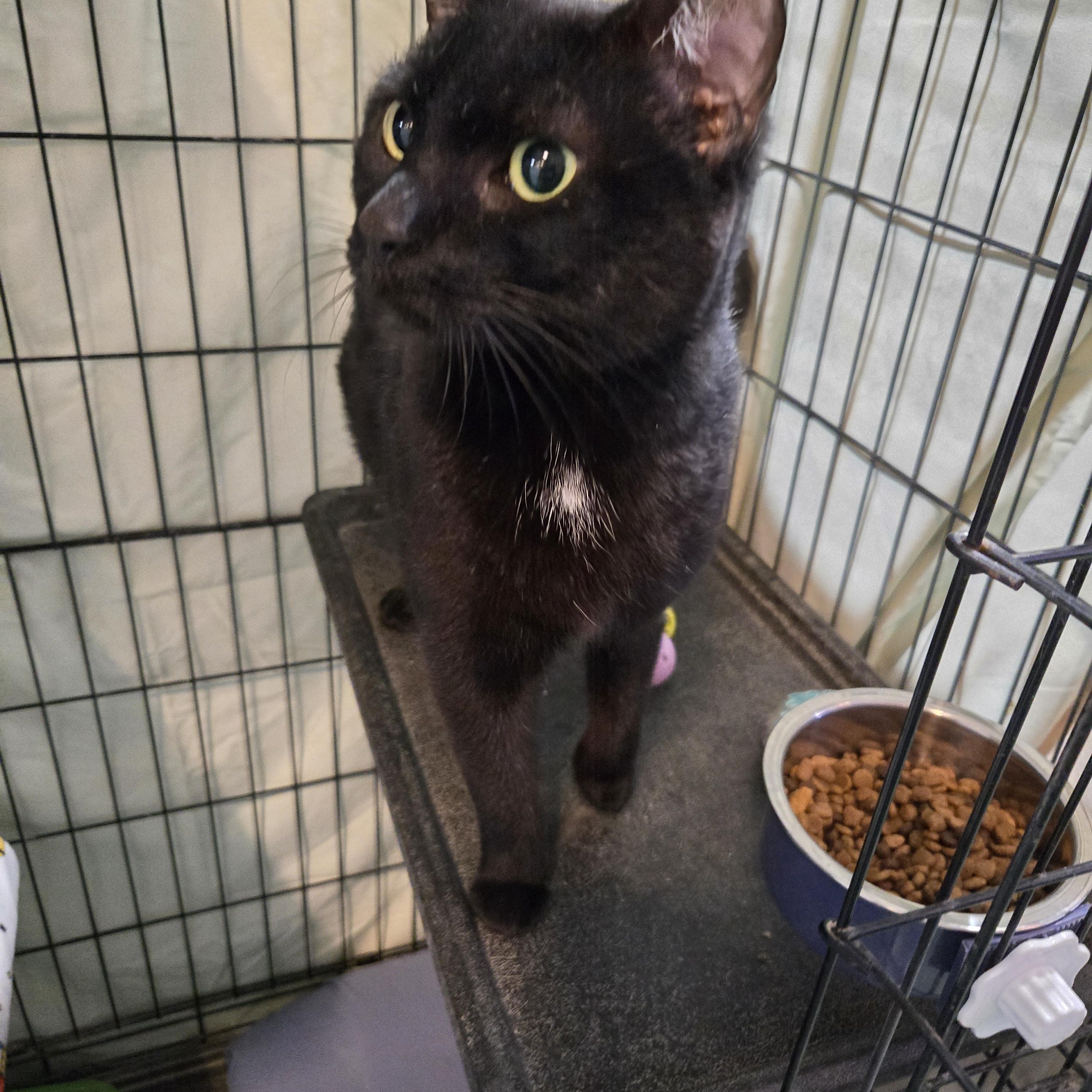 Enlarge Froyo, an adopted Domestic Short Hair in Mokena, IL image 4/5