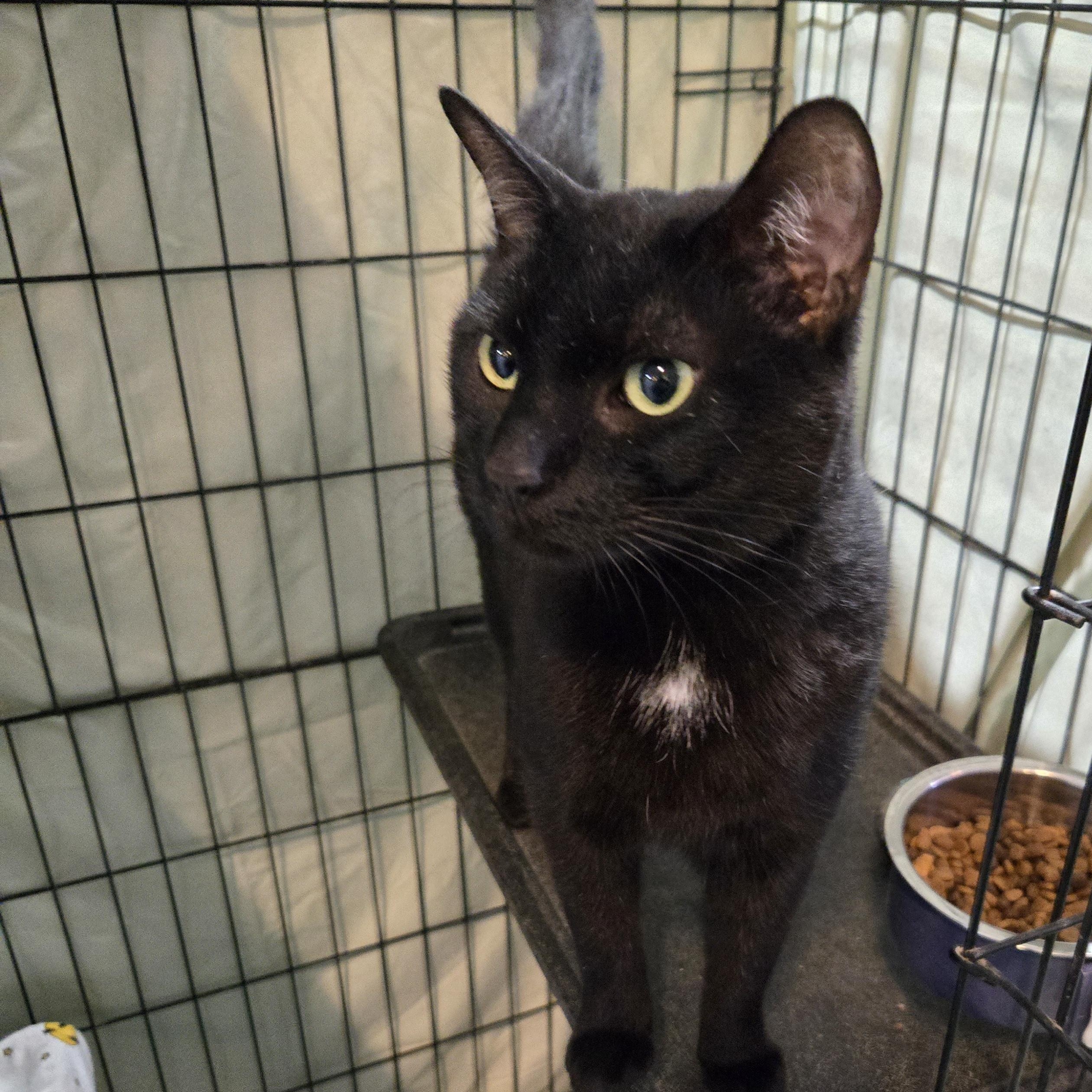 Enlarge Froyo, an adopted Domestic Short Hair in Mokena, IL image 1/5