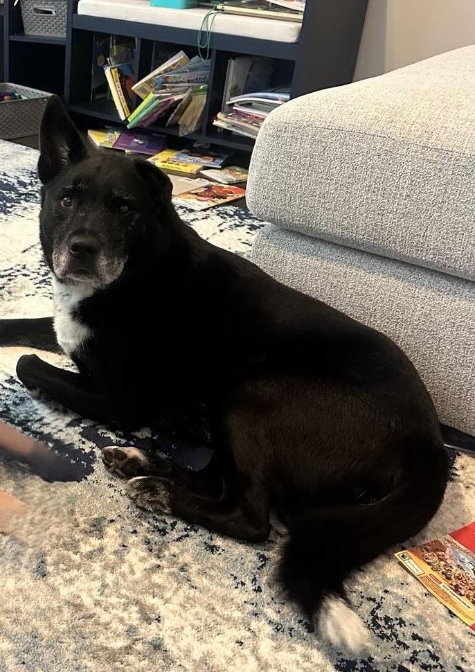 Kristoff - CP, Adoptable, Senior Male Labrador Retriever & Shepherd.