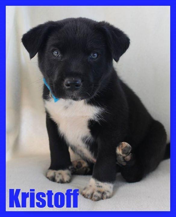 Enlarge Kristoff - CP, a Adoptable mixed breed in Locust Grove, GA image 3/3