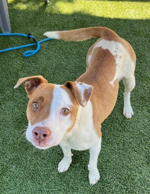 SABRINA, Adoptable, Young Female Mixed Breed.