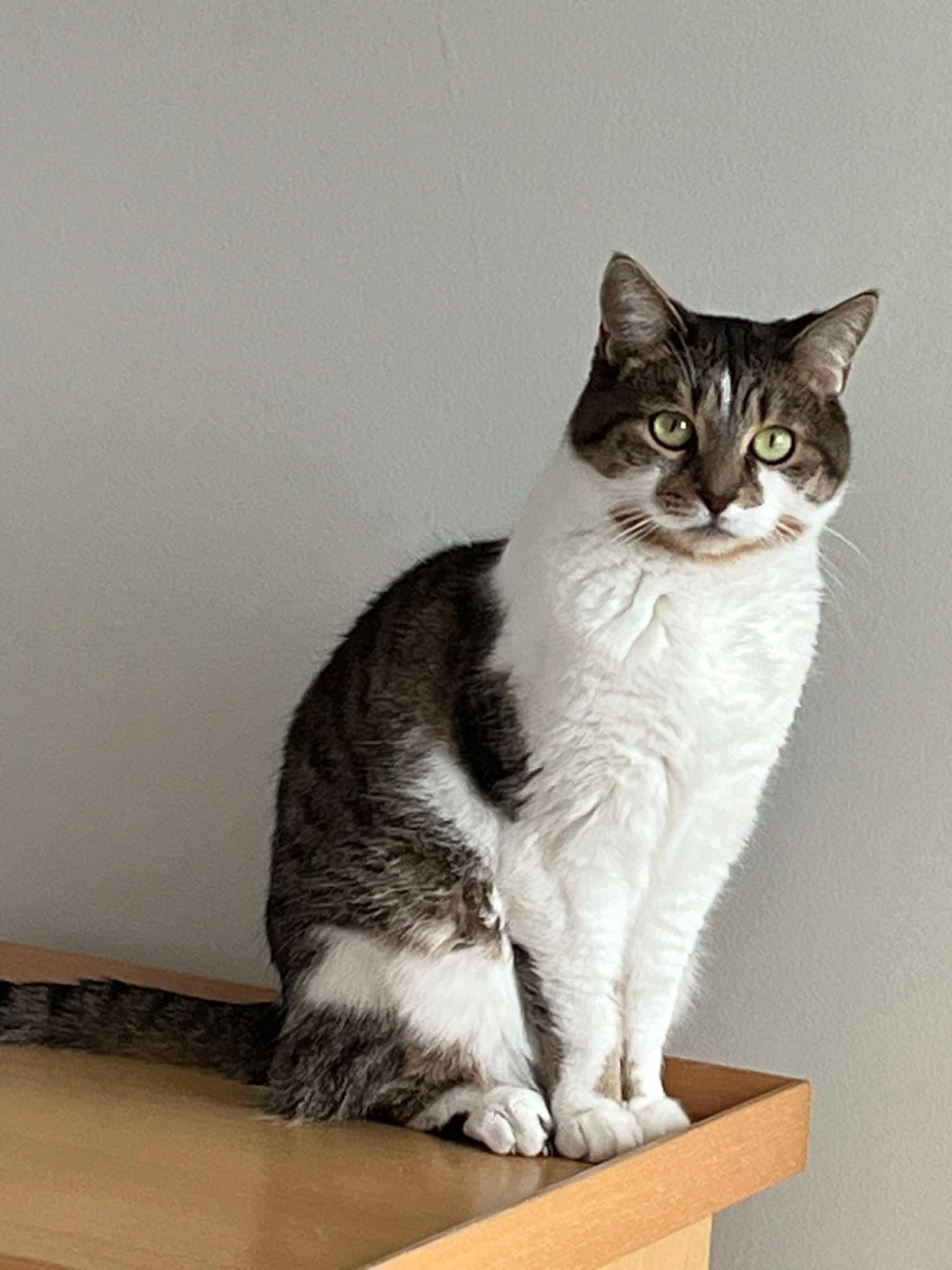 Enlarge Luna, a Adoptable Domestic Medium Hair in Verdun, QC image 1/1