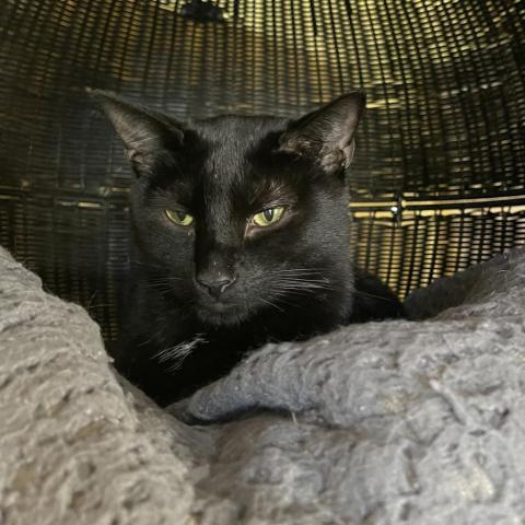 Poncho, Adoptable, Adult Male Domestic Short Hair.
