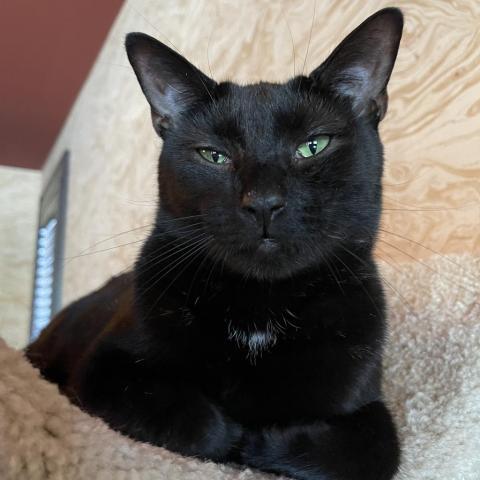 Poncho, a Adoptable Domestic Short Hair in Davie, FL image 2/6