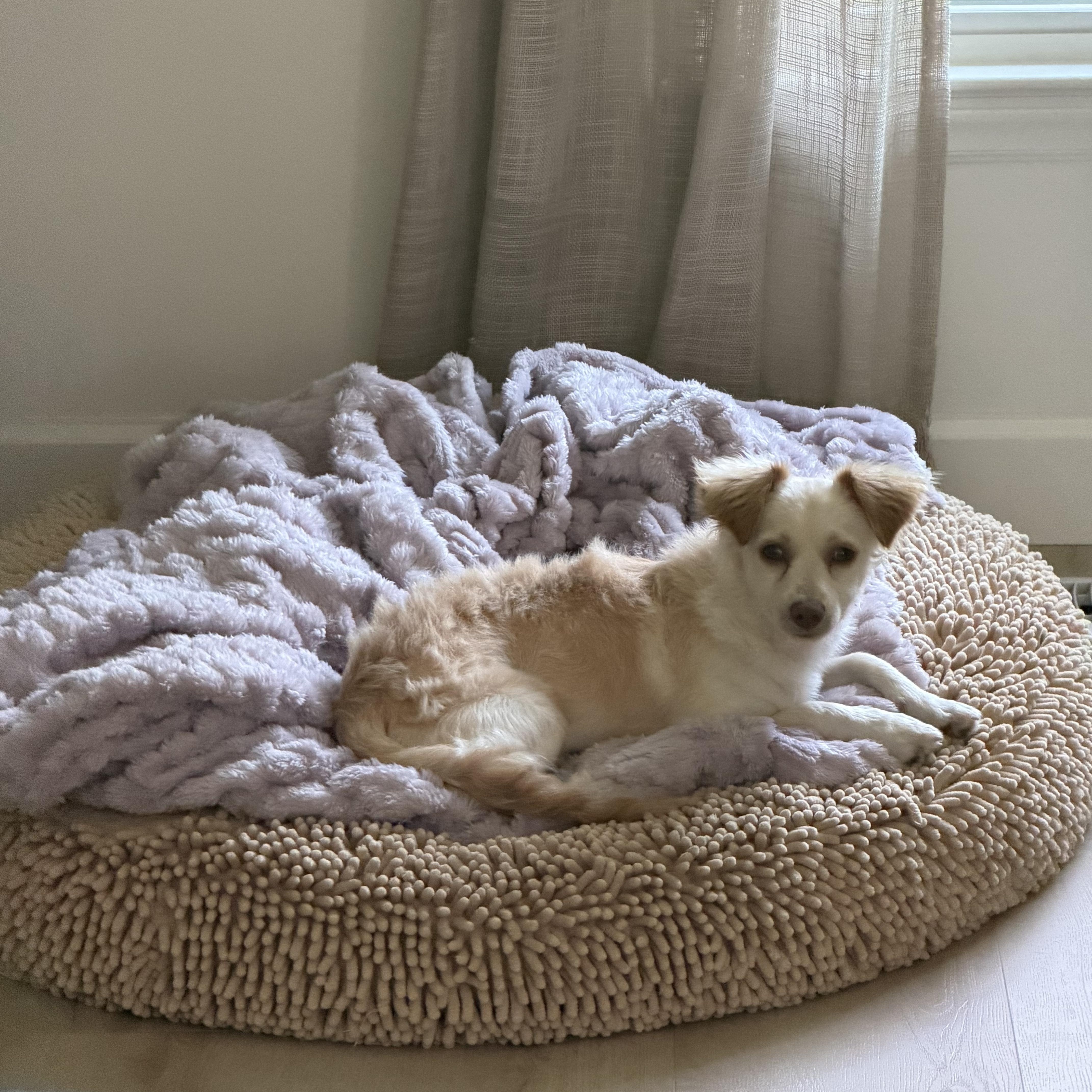 Enlarge Rudy(in foster), a Adopted Mixed Breed in Myrtle Beach, SC image 4/5