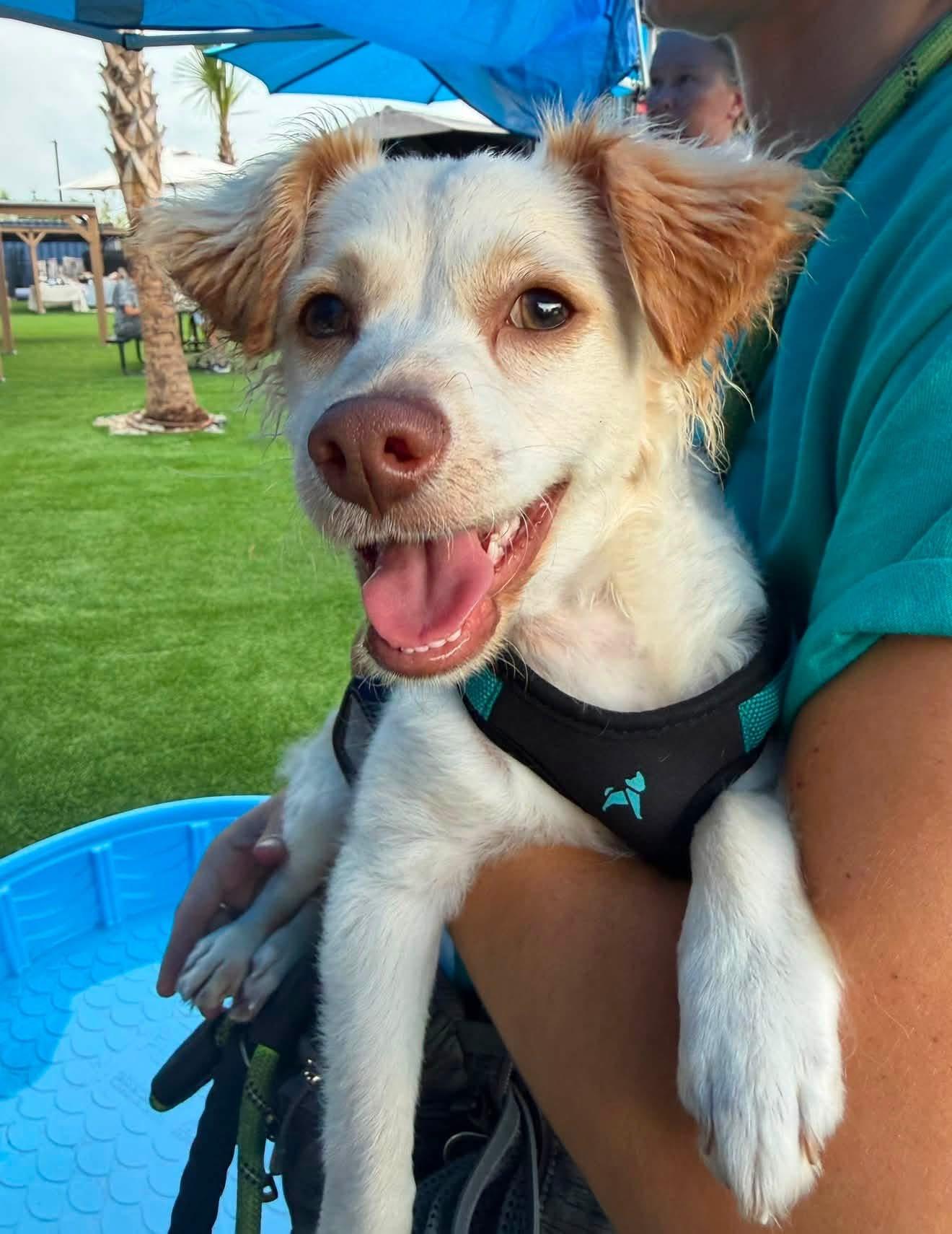 Rudy(in foster), Adopted, Young Male Mixed Breed.