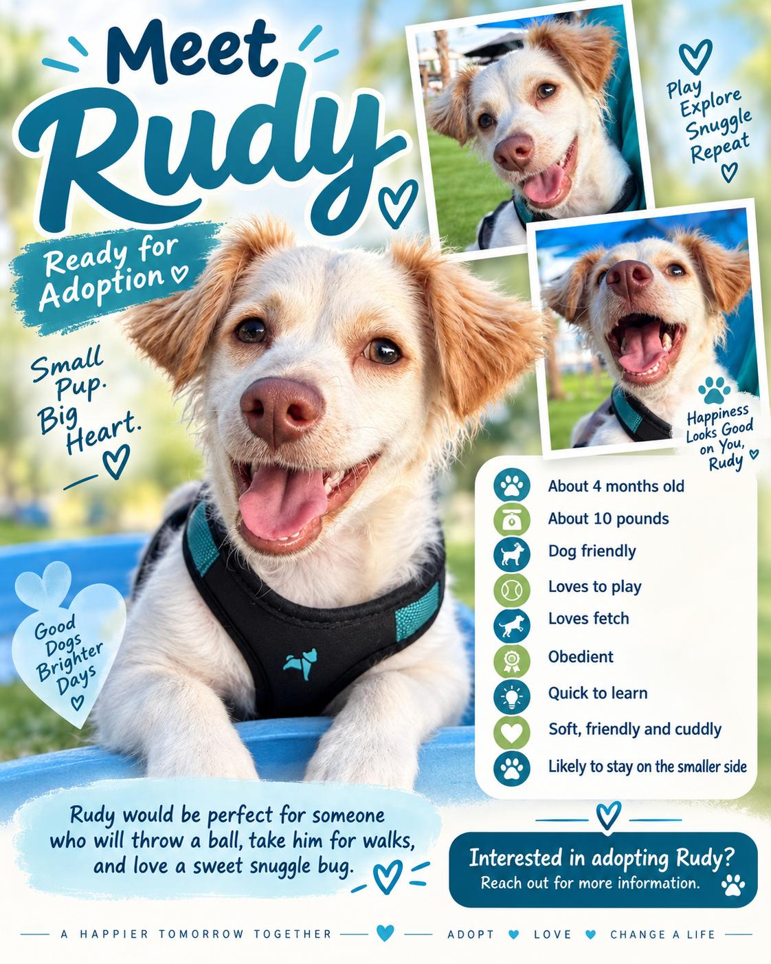 Enlarge Rudy(in foster), a Adopted Mixed Breed in Myrtle Beach, SC image 3/5